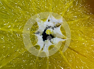 Abstract background with citrus-fruit of orange slices. Close-up. Studio photography