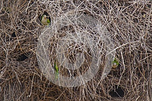 Abstract Background: Closeup of Gray Cheeked Parakeets in Nest