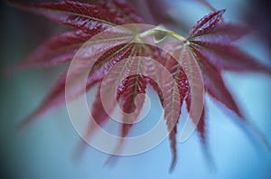 Abstract background - Closeup of red maple leaf