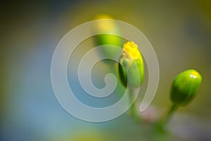 Abstract background - Closeup of Yellow apricot flowers bloom in the New Year's Day