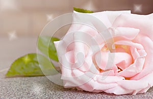 Abstract background and color filter of pink rose.