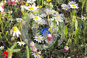 Abstract background of colored flowers