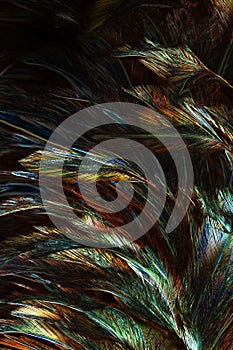 Abstract background colorful and dark shadow of Feather