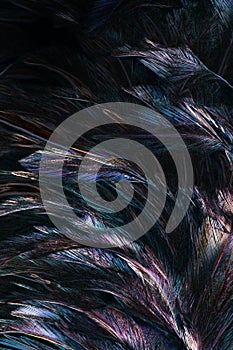 Abstract background colorful and dark shadow of Feather