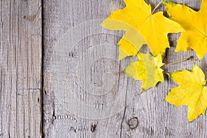 Abstract background of colourful autumn leaves