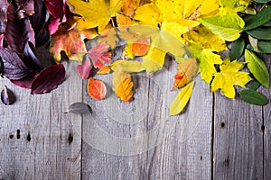 Abstract background of colourful autumn leaves