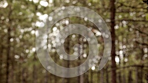 Abstract background of conifer forest became defocused