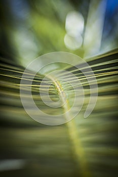 Background created by Palm tree fronds