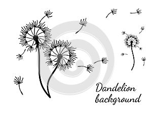 Abstract background dandelion design for decoration design.