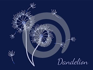 Abstract background dandelion design for decoration design.