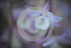 Abstract background - Detail of orchid , pistil and stamens