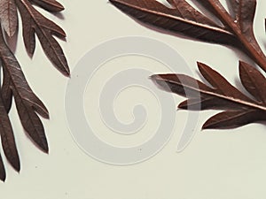 Abstract background, dry leaf on white background