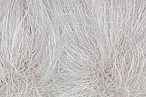 Abstract background of dry white grass feather grass