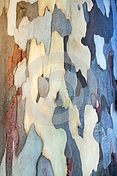 Background of eucalyptus bark