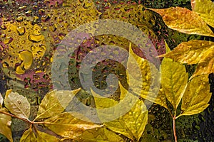 abstract background fall, glass drops autumn yellow leaves wet october weather