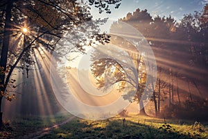 Abstract background, Beautiful rays of light