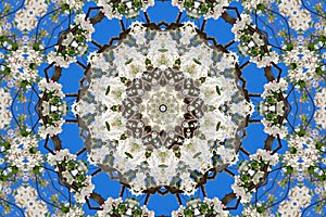 Abstract background of floral pattern of a kaleidoscope