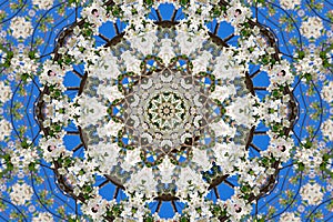 Abstract background of floral pattern of a kaleidoscope