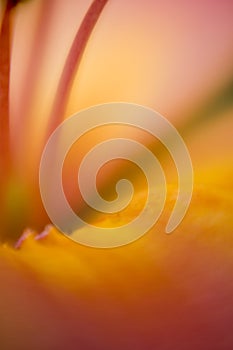 Abstract background Flower detail