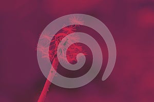 Abstract background with fluffy dandelion toned in viva magenta color