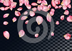 Abstract background with flying pink rose petals.