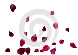 Abstract background with flying pink rose petals. Vector illustration isolated on a background.