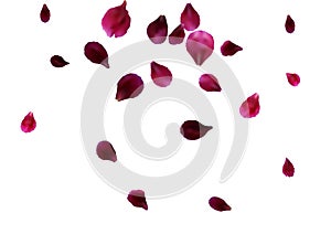 Abstract background with flying pink rose petals. Vector illustration isolated on a background.