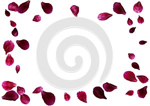 Abstract background with flying pink rose petals. Vector illustration isolated on a background.