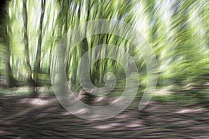Abstract background of a forest