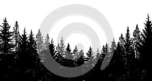 Abstract background. Forest wilderness landscape. Pine tree silhouettes. Vector illustration.