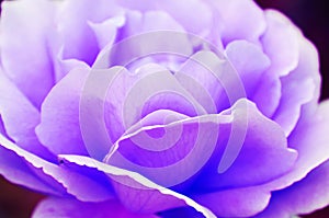 Abstract background fragile soft violet purple lavender rose petals