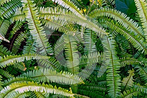 Abstract background of fresh ferns in garden. Beautiful ferns leaves green foliage natural floral fern background in sunlight.