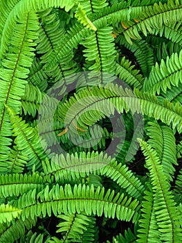 Abstract background of fresh ferns in garden. Beautiful ferns leaves green foliage natural floral fern background in sunlight.