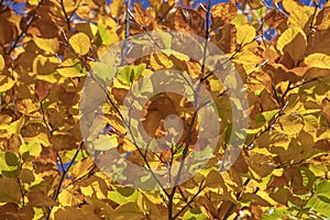 Abstract background with golden, yellow and brown autumn leaves
