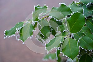 Abstract background from a grass covered with hoarfrost