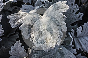 Abstract background from a grass covered with hoarfrost