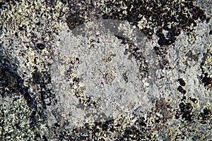 Abstract background, gray stone covered with moss and lichen. Rough rock surface, close-up