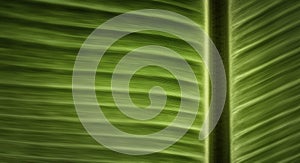 Abstract background of green banana leaf in nature,motion blur