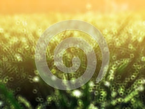 Abstract background of green grass with bokeh defocused lights