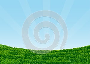 Grassy Field on blue sky background-Vector Illustration photo