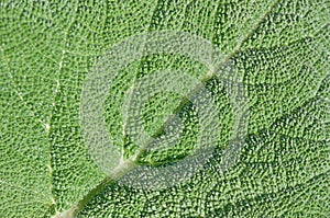 Abstract background of green leaf closeup