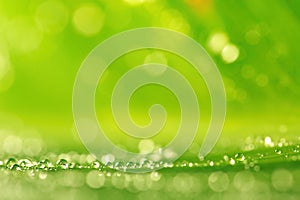 Abstract background, green leaf texture and rain drops, green background, macro shot