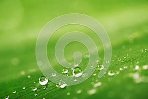 Abstract background, green leaf texture and rain drops