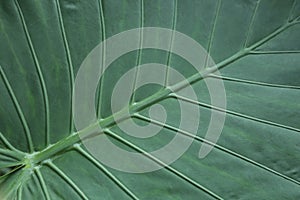 The abstract background of a green leaf with veins close-up.