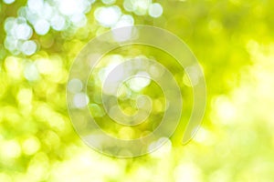 Abstract background. Green nature background with bokeh and light effect. Ecology color theme.