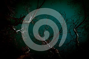 Abstract background in horror style. Bloody surrealistic scary black creepy mystical curved silhouettes of tree branches in the