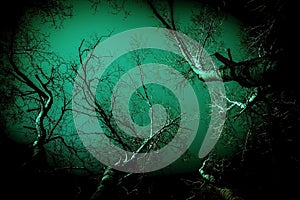 Abstract background in horror style. Surrealistic scary black creepy mystical curved silhouettes of tree branches in the forest