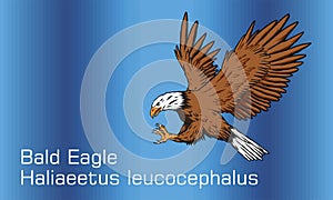 Abstract background illustration of Bald Eagle