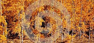 An abstract background image of an aspen trees grove in gold autumn colours