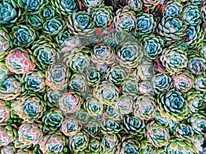 An abstract background image of a echeveria elegans or Mexican snow ball